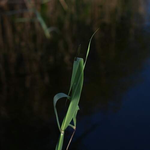 Photo #13201242