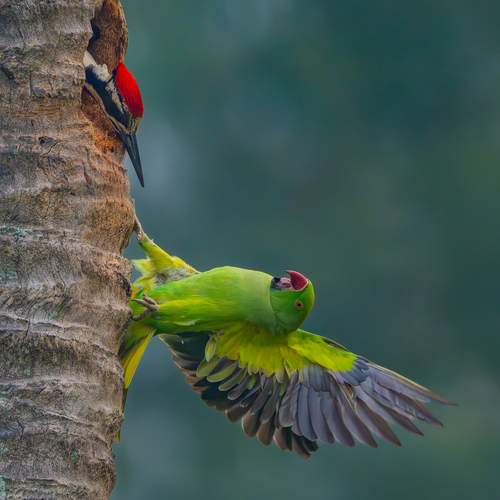 Territorial Conflict