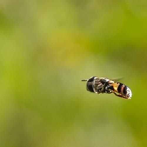 Photo #13202361