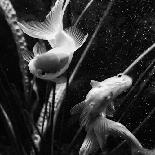 Photo #13202828