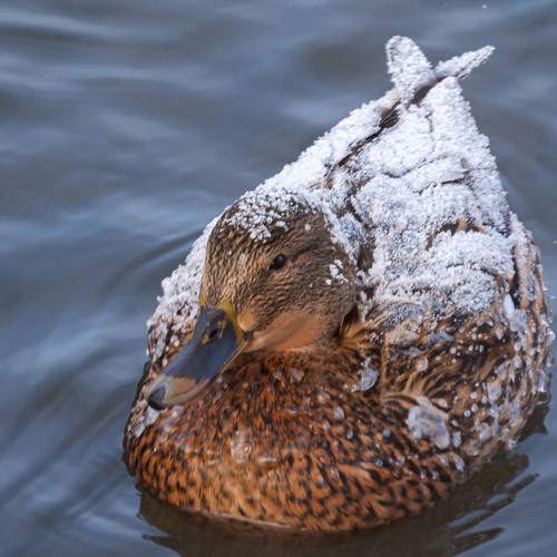 Photo #13203042