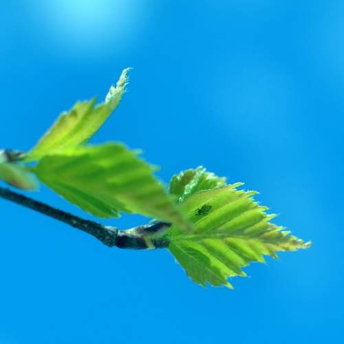 Photo #13203045
