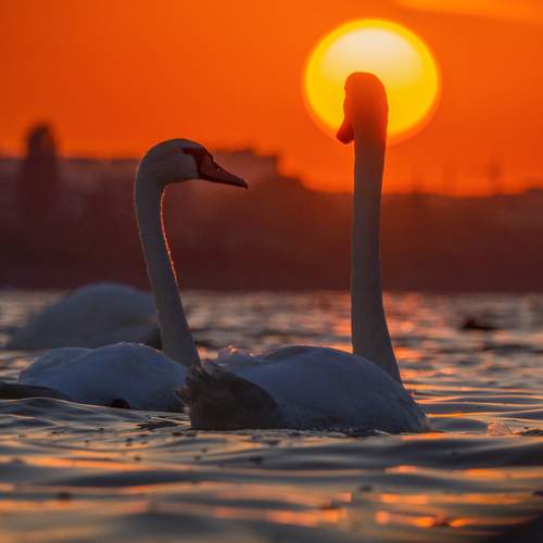 Фотография #13203089