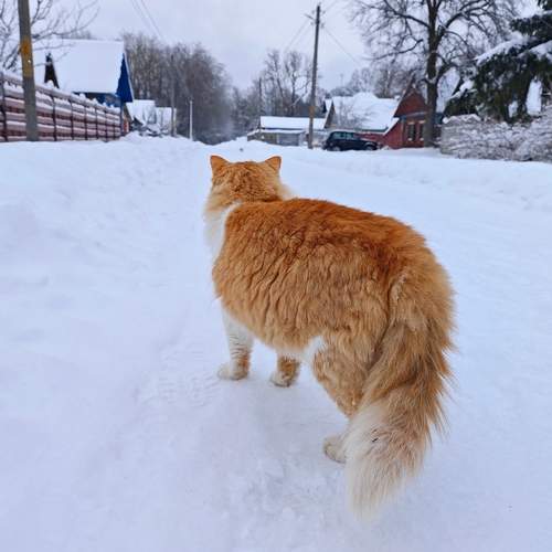 Photo #13203357