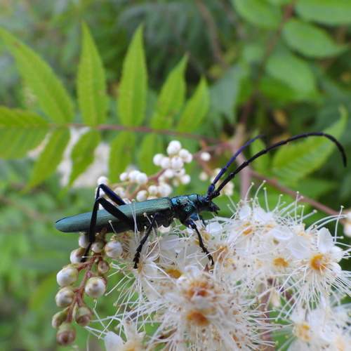 Photo #13203641