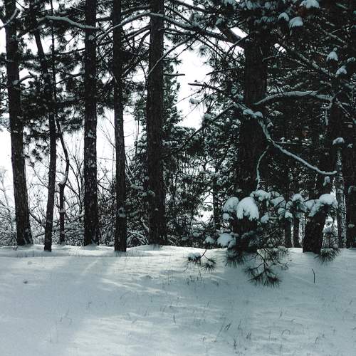 Photo #13203670