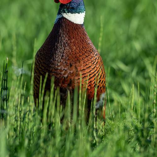 Photo #13203861
