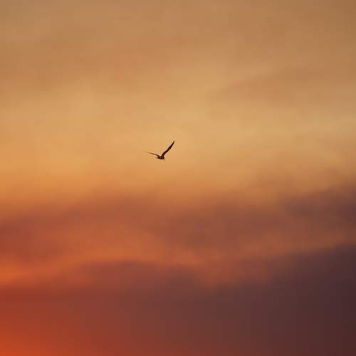 Photo #13203990