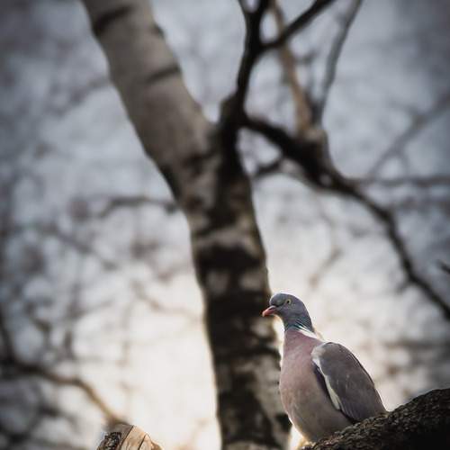 Photo #13204092