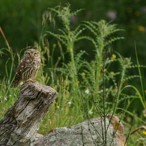 little owl on its trone