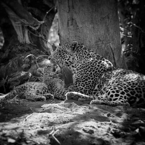 Photo #13204808