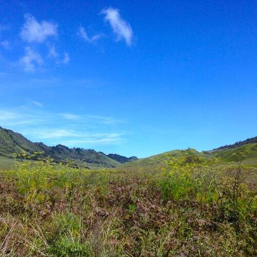 enjoy the morning at Bromo, West Java