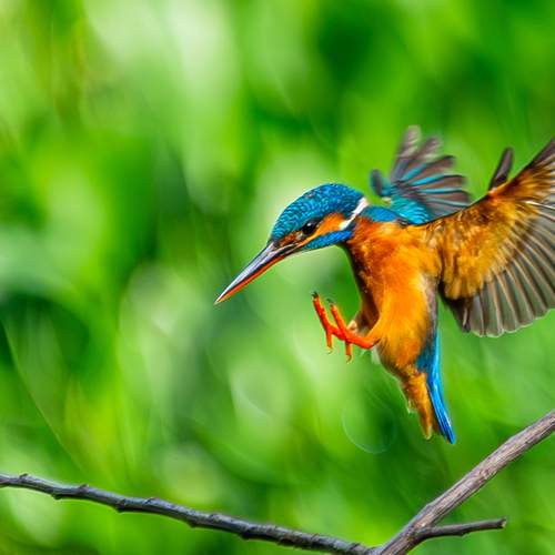 Фотография #13205433