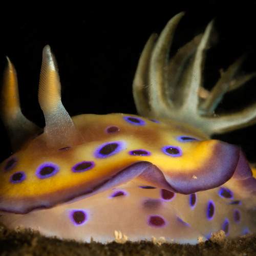 Photo #13205814