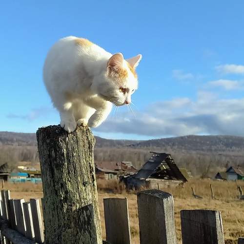 Photo #13205986