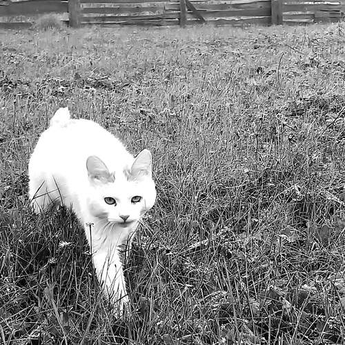Photo #13205987