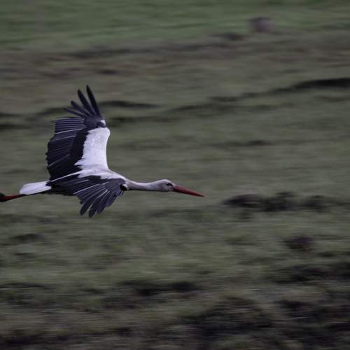 Photo #13206253