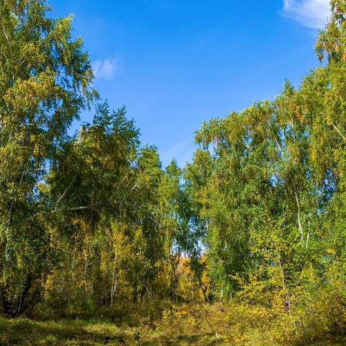 Photo #13206427
