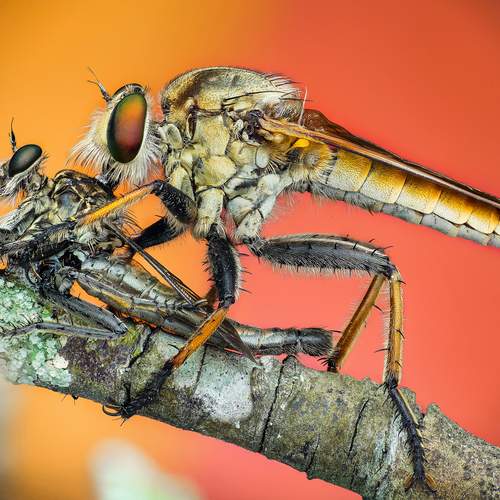 Photo #13206630