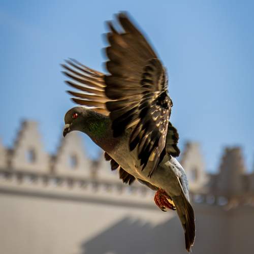 Photo #13206693