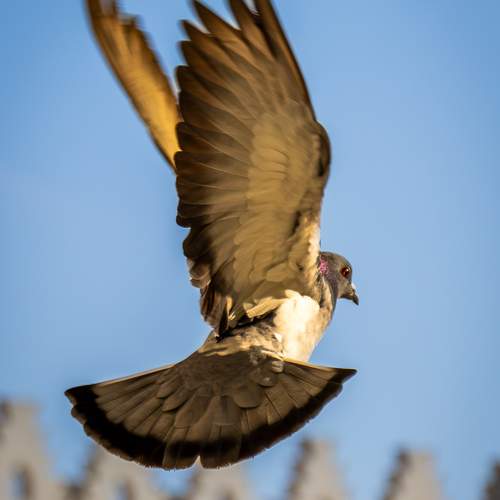 Photo #13206695