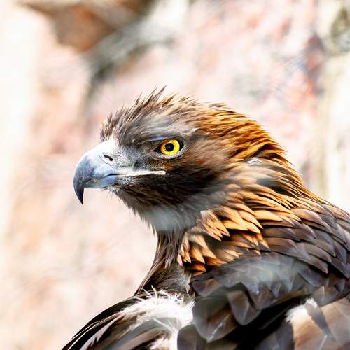 Фотография #13206832