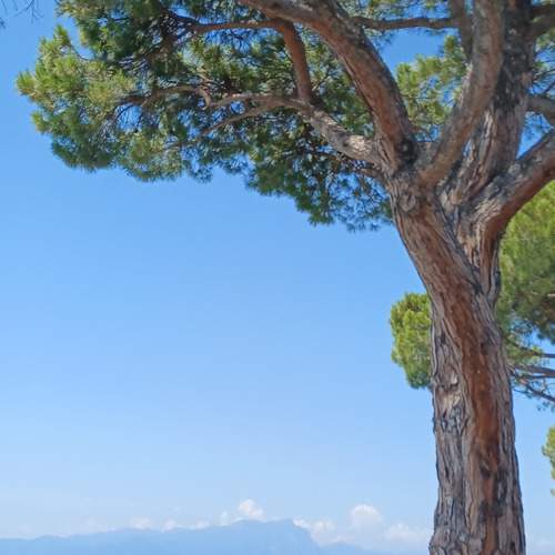 Photo #13207215