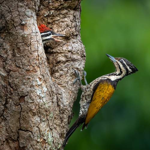 Nestling Bird Watch ( Flame-back Woodpecker )