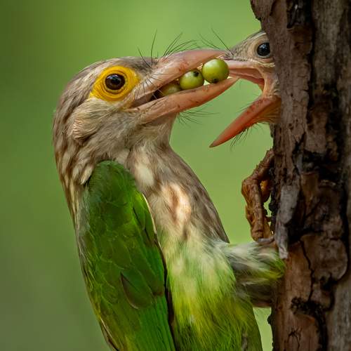 Parental Love for their Baby ( Lineated Barbet )