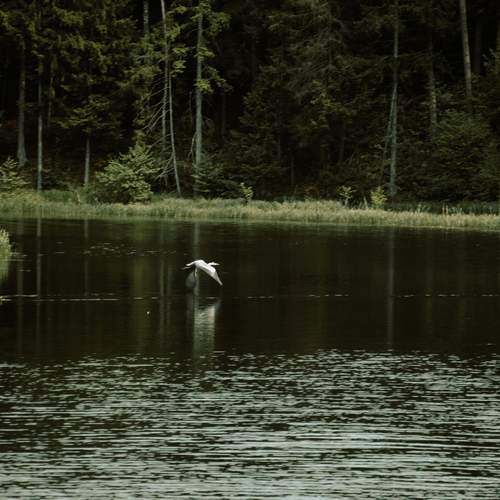 Photo #13207505