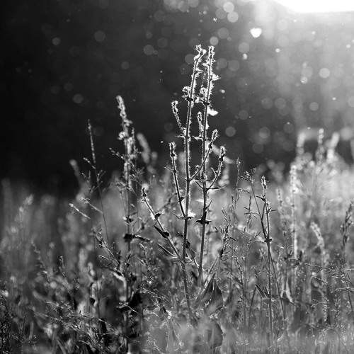Photo #13207799