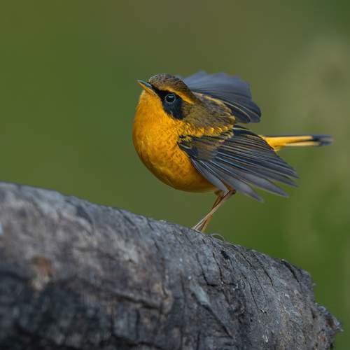 Golden BushRobin