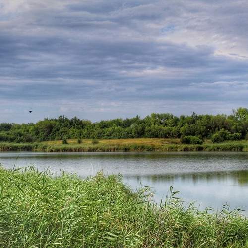 Summer pond.