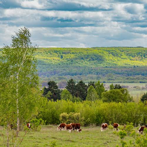Photo #13208306