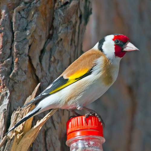 Фотография #13208321