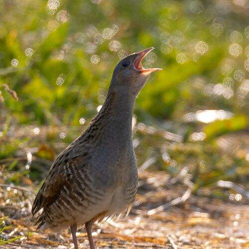 Ловец солнечных бликов.
