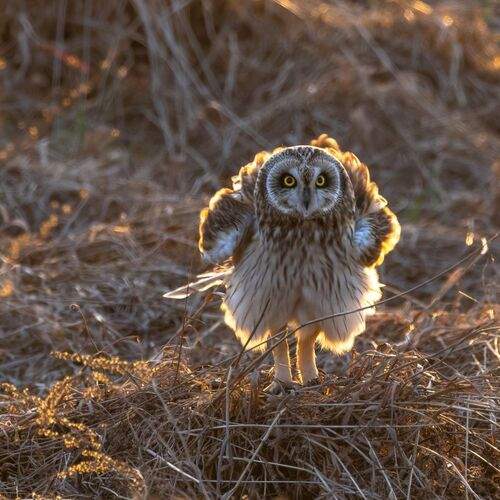 Почти жар-птица.