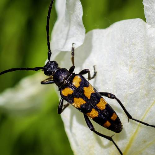 Leptura quadrifasciata