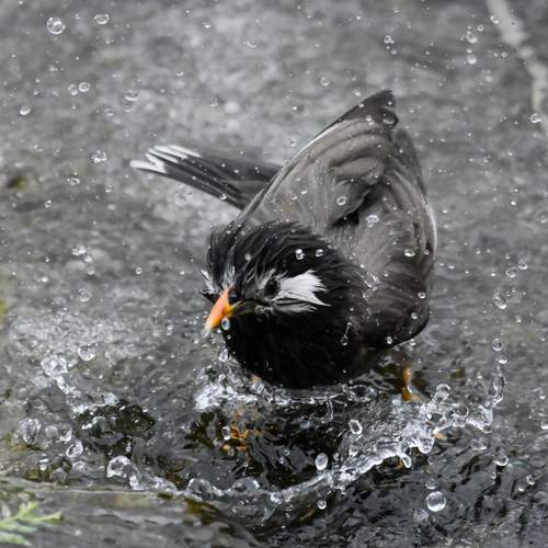 Фотография #13208914