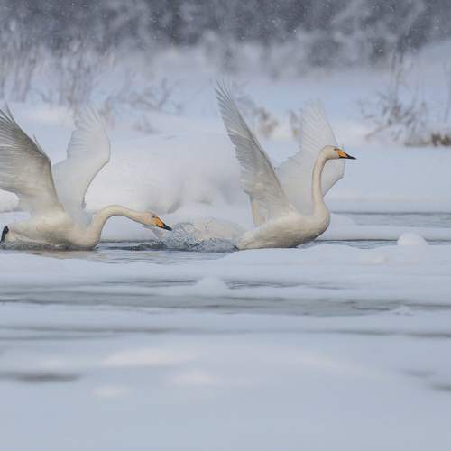 Фотография #13209553