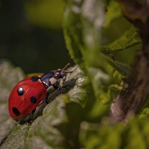 Photo #13210540