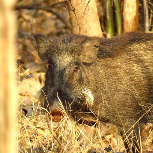 Wild boar looking on