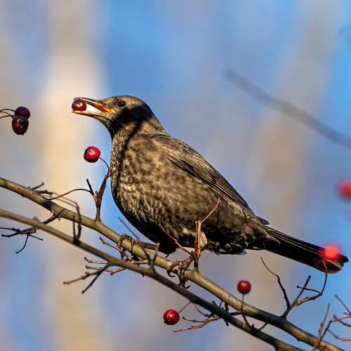 Фотография #13210985