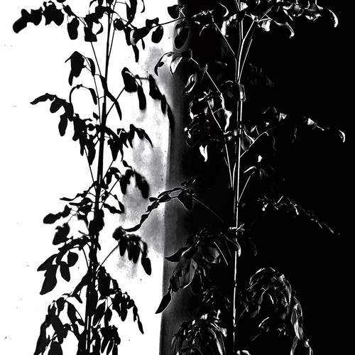 Photo #13212208