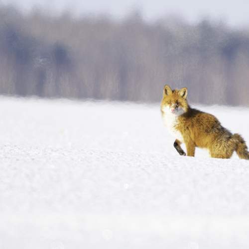 Photo #13212287
