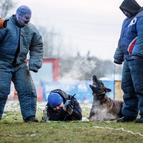 Photo #13212294