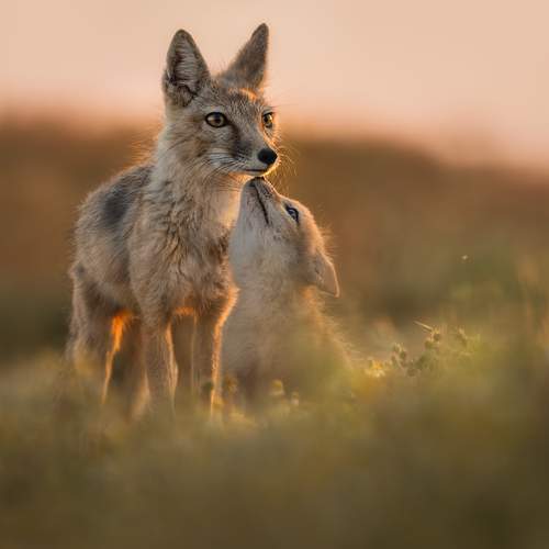 Из света и тишины.