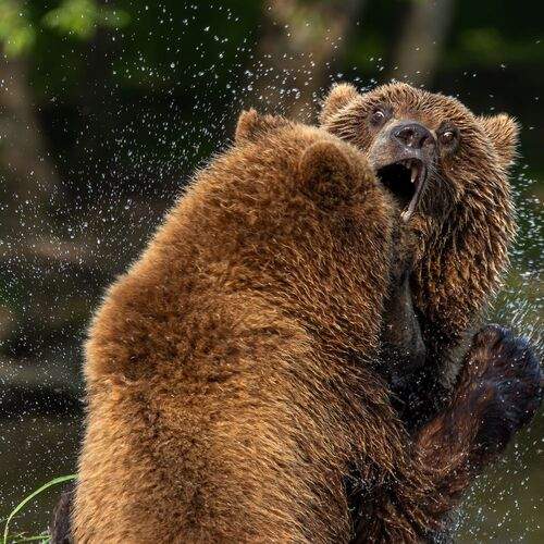 В пылу борьбы.