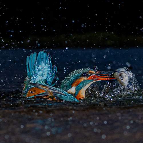Photo #13213247
