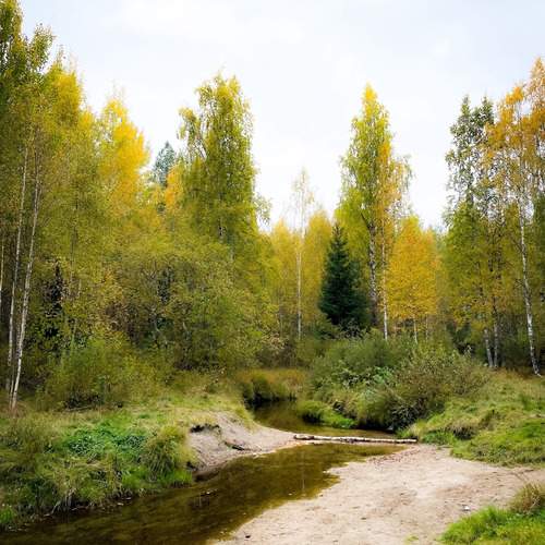 The beautiful northern forest